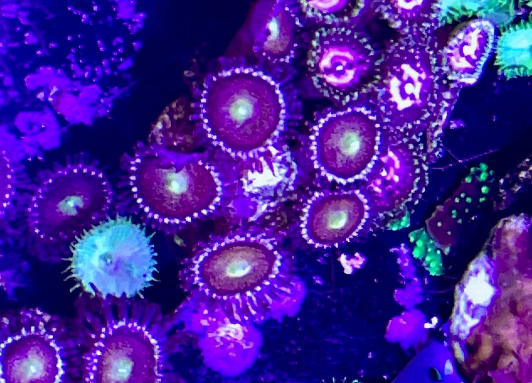 Mohawk  Zoa