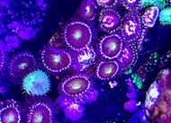 Mohawk  Zoa