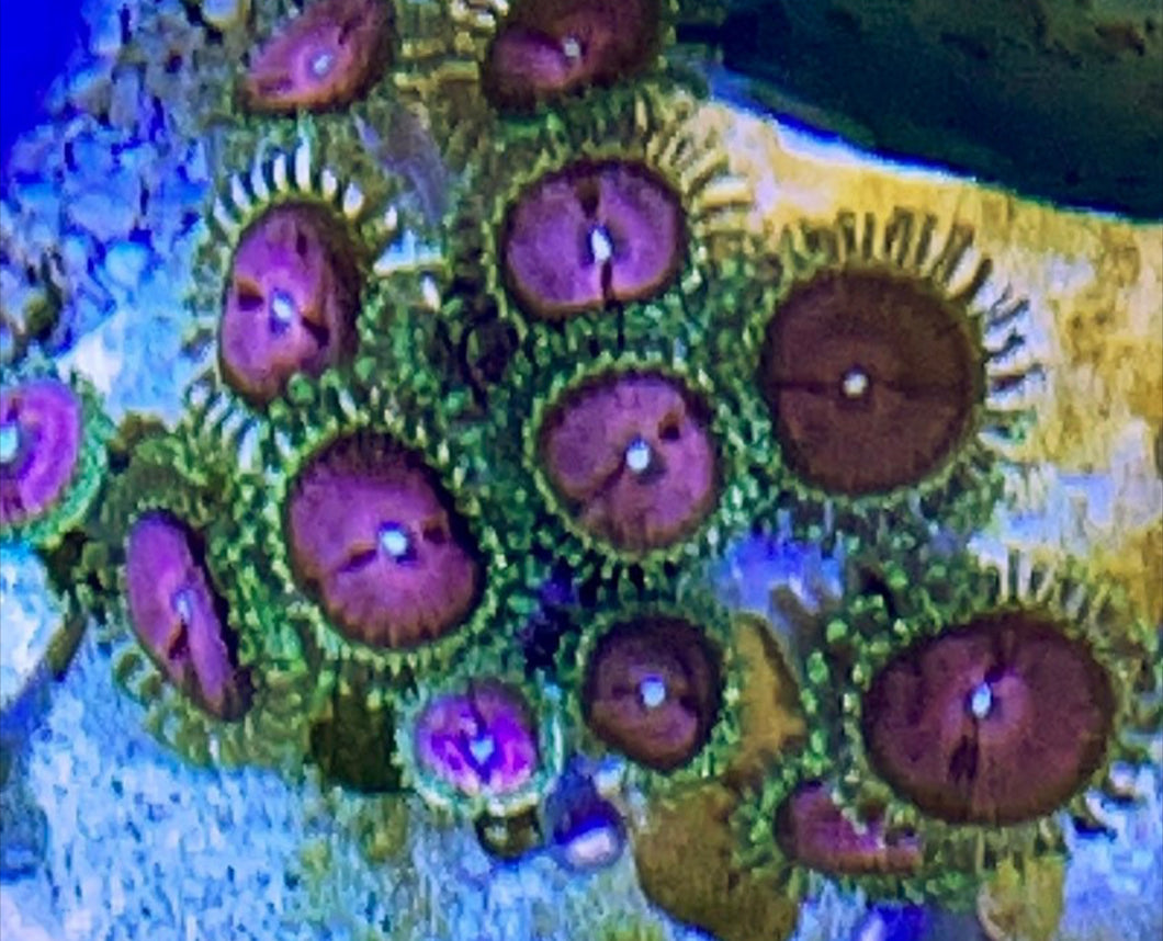 Pink Diamond  Zoa