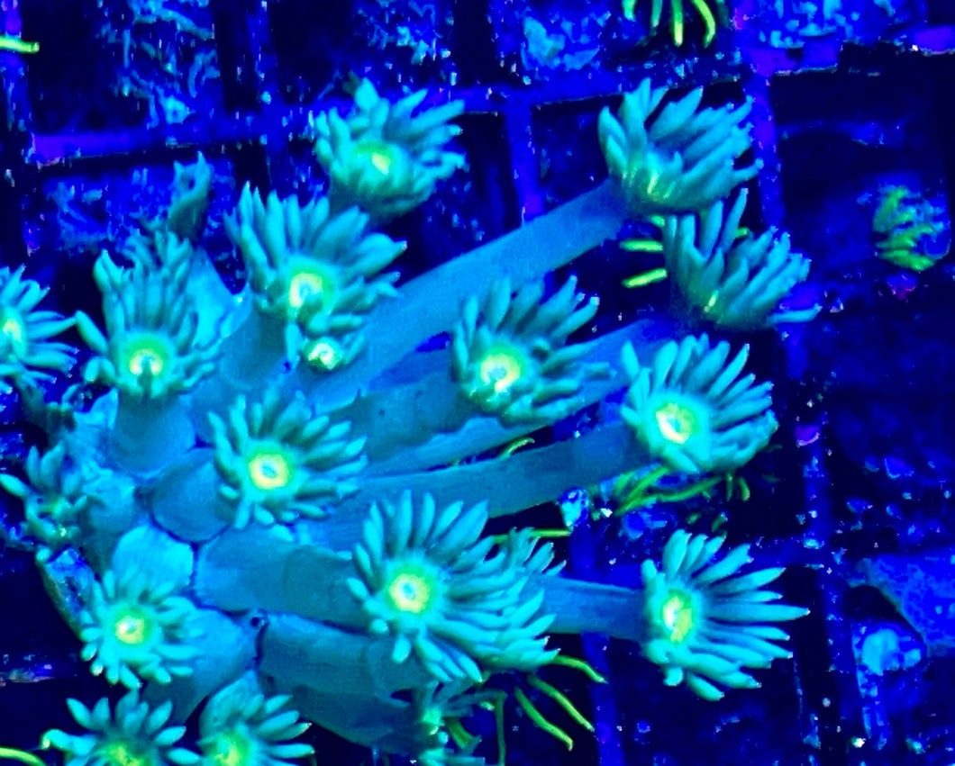 Rainbow Gonipora