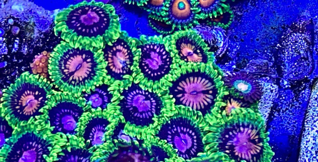 Scarlet Fever Zoa