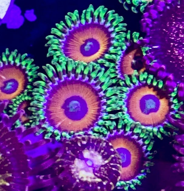 Eagle Eye  Zoa