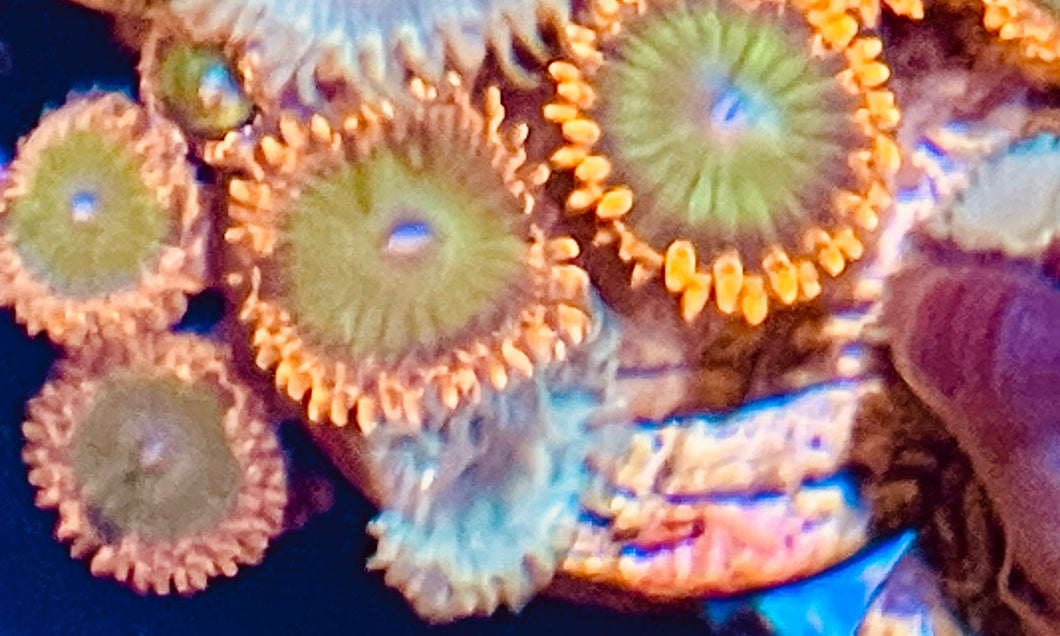 Gatorade  Zoa