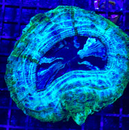 WYSIWYG Acanthophyllia Meat Coral