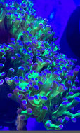 Reverse Stem Frogspawn