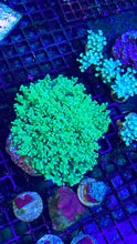 Load image into Gallery viewer, WYSIWYG Octospawn 4-5 polyp colony
