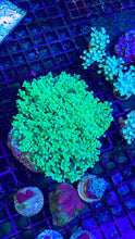 Load image into Gallery viewer, WYSIWYG Octospawn 4-5 polyp colony
