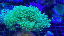 Load image into Gallery viewer, WYSIWYG Octospawn 4-5 polyp colony
