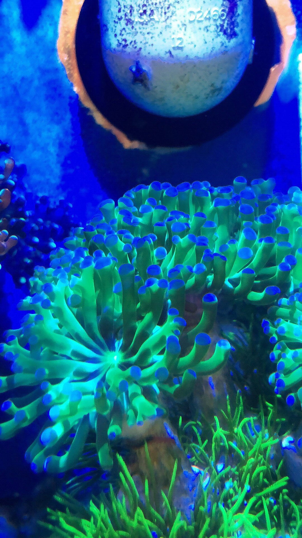 Frogspawn Frammer