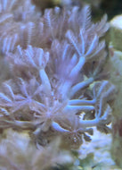 Budget Friendly 10 Pack of Coral Frags