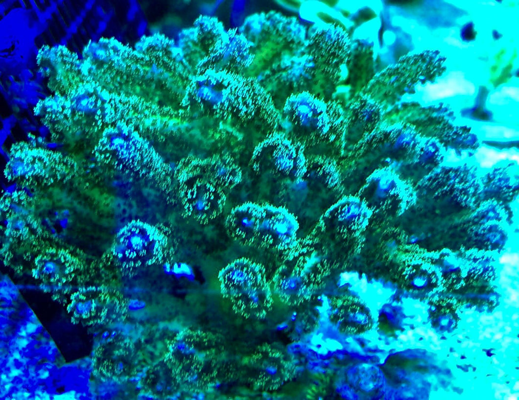 Pocillopora