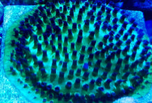 Load image into Gallery viewer, Green Blue Polyps Cyphastrea
