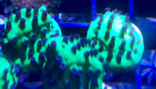 Load image into Gallery viewer, Green Blue Polyps Cyphastrea
