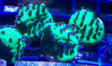 Load image into Gallery viewer, Green Blue Polyps Cyphastrea
