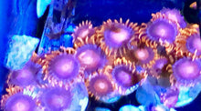 Load image into Gallery viewer, BamBam  Zoa Frag 7-10 Polyps
