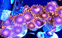 Load image into Gallery viewer, BamBam  Zoa Frag 7-10 Polyps
