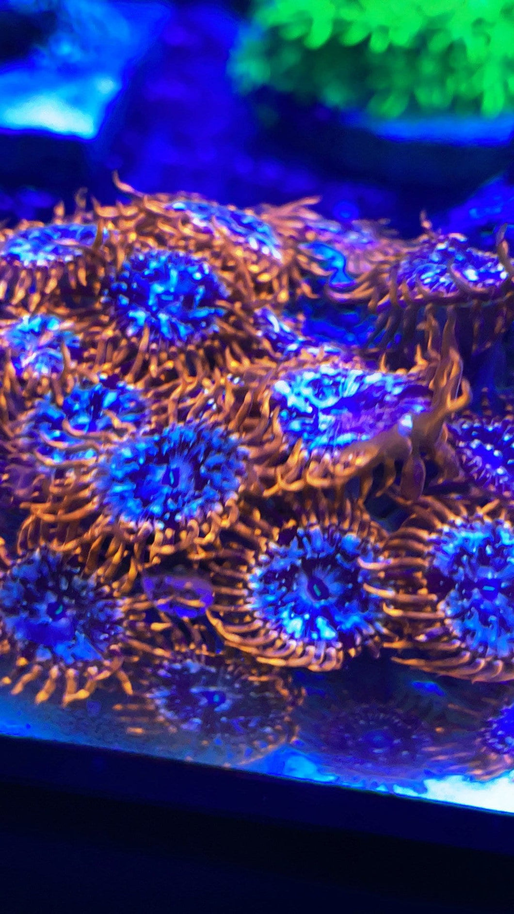 Utter Chaos  Zoa