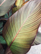 Large Canna Lilly Tuber Rhizomes