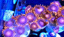 Load image into Gallery viewer, BamBam  Zoa Frag 7-10 Polyps
