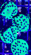 Green Blue Polyps Cyphastrea