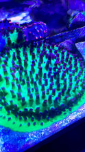 Load image into Gallery viewer, Green Blue Polyps Cyphastrea
